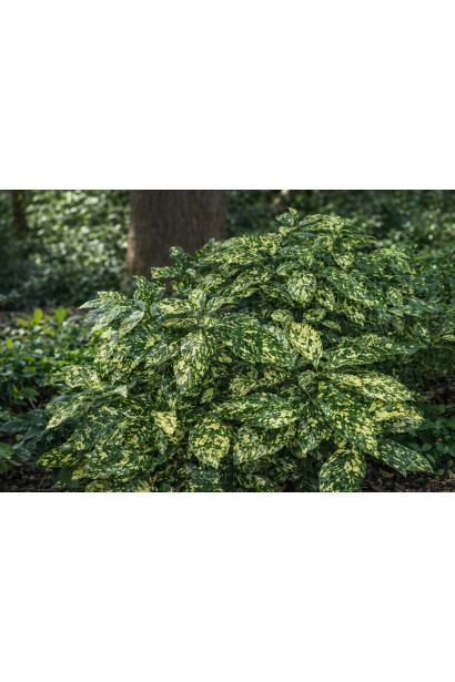 Аукуба японська Кротоніфолія